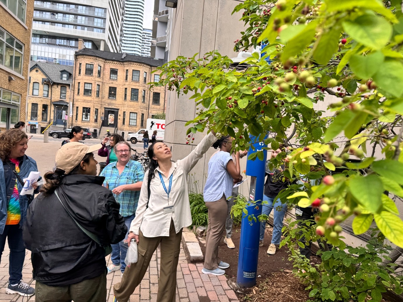 A photo of participants looking at and picking ripe serviceberries outside of Eric Palin Hall on Toronto Metropolitan University's campus.
